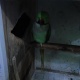 raw-parrot-alexandrine-parrot-rawalpindi-1