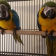 blue-and-gold-macaw-for-sale-macaws--1