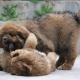 three-tibetan-mastiff-puppies-for-adoption-other-adenzai-1