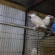 white-java-fone-java-pair-available-for-sale-java-finches-nargis-karachi-2