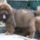 three-tibetan-mastiff-puppies-for-adoption-other-adenzai-2