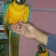 blue-and-gold-macaw-for-sale-macaws-lahore-2