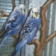 australian-parrots-for-sale-beautiful-healthy-young-and-activea-australian-budgies-karachi-2