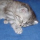 persian-female-kitten-for-sale-persian-cats-rawalpindi-3