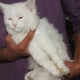 kittens-are-available-persian-cats-karachi-1