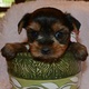 female-yorkie-puppies-for-good-homes-yorkshire-terrier-fazilpur-1