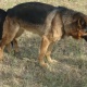 german-shephered-puppies-for-sale-german-shepherd-faisalabad-7