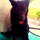 solid-black-shepherd-9-month-pup-for-sale-other-islamabad-4