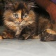 kittens-are-available-persian-cats-karachi-2