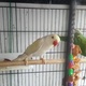 healthy-baby-parrots-and-fertile-eggs-for-sale-indian-ringneck-islamabad-2