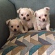 male-and-female-chihuahua-puppies-for-adoption-other-abbottabad-1