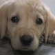 pedigree-labrador-puppies-labrador-retriever-karachi-1