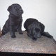 pure-breed-labrador-puppies-labrador-retriever-islamabad-3