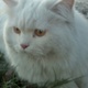 pure-persian-white-male-cat-healthy-active-and-loving-17months-age-doll-face-persian-cats-faisalabad-5