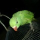 parrots-for-sale-2014-rawalpindi-alexandrine-parrot-rawalpindi-4