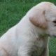 labrador-golden-retriever-pups-puppies-for-sale-pedigreed-and-best-breed-golden-retriever-islamabad-2