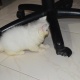 persian-kitten-semi-punch-female-persian-cats-karachi-3