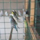 budgies-for-sale-australian-budgies-karachi-3