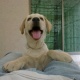 yellow-labrador-retriever-for-sale-labrador-retriever-rawalpindi-2