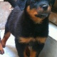 rottweiler-pups-for-sale-rottweiler-islamabad-1