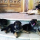 german-shepherd-puppies-for-sale-german-shepherd-lahore-cant-3