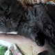 persian-kittens-for-sale-persian-cats-lahore-2