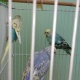 australian-budgies-for-sale-australian-budgies-karachi-2