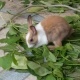 rabbit-african-grey-parrot-kasur-2