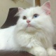 persian-kittens-cats-persian-cats-rawalpindi-1