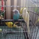 budies-australian-parrots-for-sale-australian-budgies-rawalpindi-2