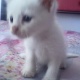 persian-kittens-for-sale-persian-cats-islamabad-4