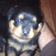 rottweiler-puppies-for-sale-rottweiler-lahore-2