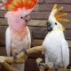 parrot-chicks-and-eggs-with-ostrich-chicks-and-eggs-www-birdsbreed-webs-com-african-grey-parrot-karachi-3