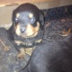 rottweiler-puppies-for-sale-rottweiler-lahore-1