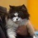 persian-cat-imported-breed-for-sale-inpakistan-persian-cats-lahore-2