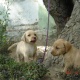 labrador-puppies-for-sale-in-rawalpindi-labrador-retriever-rawalpindi-1