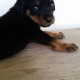 rottweiler-puppies-available-rottweiler-rawalpindi-2