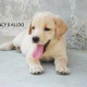 highly-pedigreed-labrador-puppies-for-sale-labrador-retriever-karachi-3