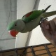 hand-tamed-male-alexandrine-raw-parrot-for-sale-alexandrine-parrot-rawalpindi-2