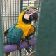 hand-reared-extremely-tamed-blue-and-gold-macaws-and-african-grey-macaws-karachi-2