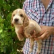 high-quality-cocker-spaniels-pups-cocker-spaniel-lahore-5