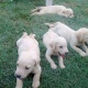 labrador-pups-for-sale-labrador-retriever-lahore-4