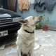 male-required-for-mating-white-shepherd-german-shepherd-haripur-2