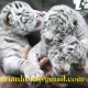 exotic-white-tiger-cub-for-sale-dalmatian-adenzai