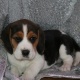 cute-male-and-female-beagle-puppies-for-adoption-beagles-