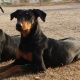 highly-trained-female-doberman-pinscher-doberman-bannu-1