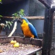 well-tamed-and-trained-macaw-pair-for-a-caring-home-macaws-awaran-1