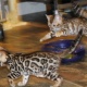 cute-pedigree-bengals-kittens-ready-bengal-badhber-1