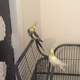 2-cockatiels-with-cage-other-lahore-1