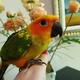 sun-conure-babies-other-lahore-2